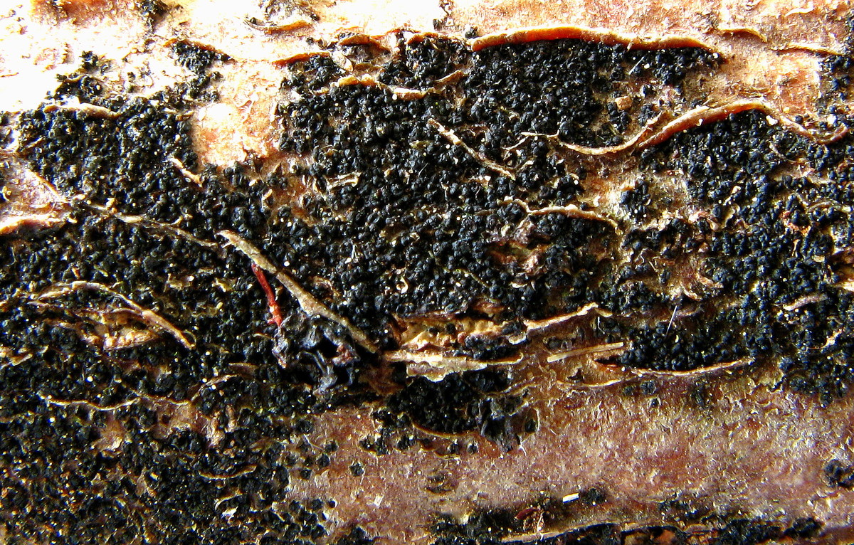 Представитель Семейства Melanommataceae